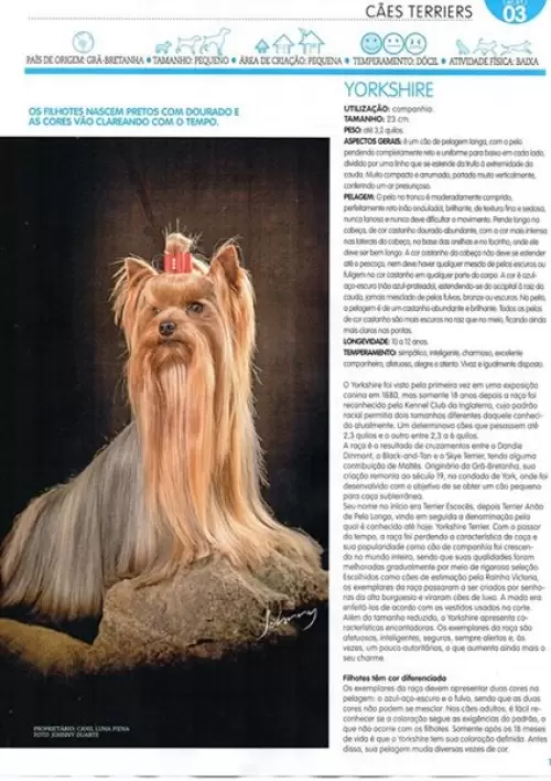 Revistas