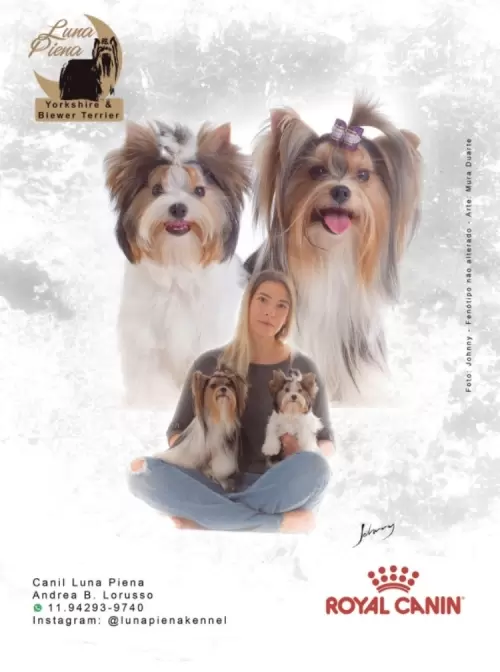 Revistas