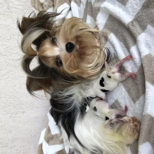 Mamães