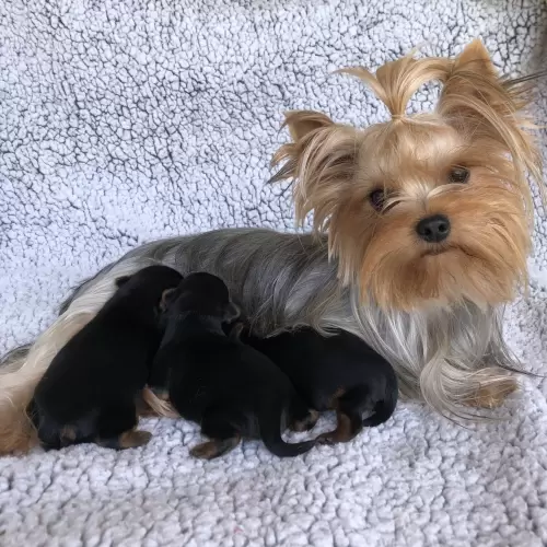 Mamães